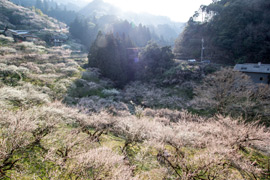 五條本店　大和鮨 夢宗庵 最寄りの見所-1