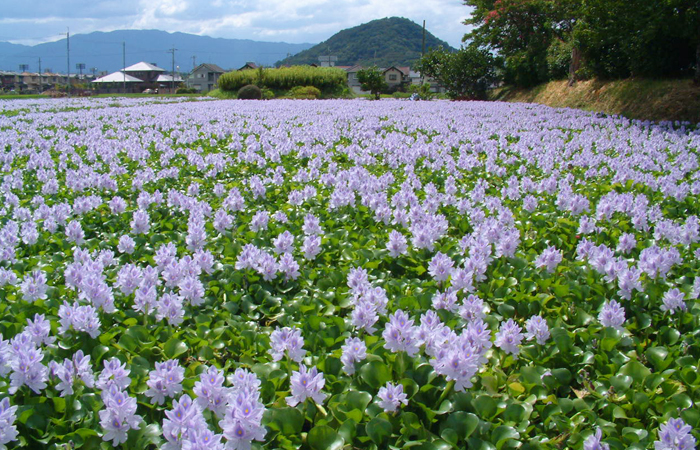 開時は迫力満点！約40万株ものホテイアオイが咲き誇り、色鮮やかな紫色の花の絨毯が広がります。（かしはら探訪ナビより）