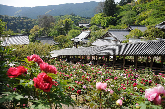 長谷寺「ぼたんまつり」【奈良県観光公式HPなら旅ネットより】